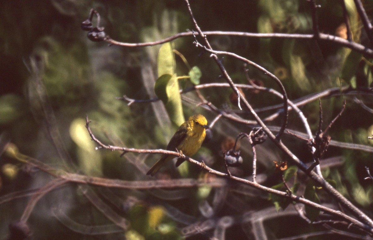 Yellow Warbler - ML616600054