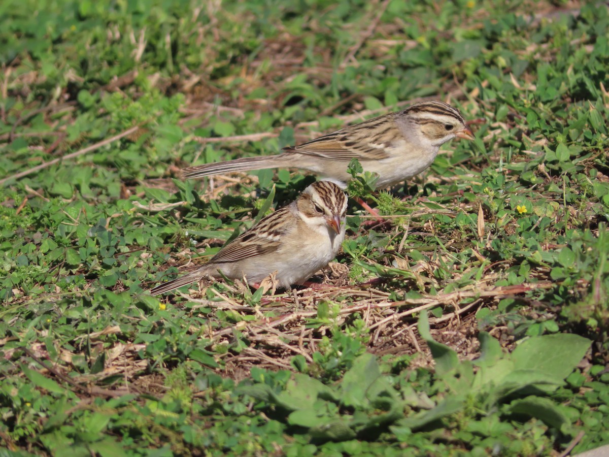 Clay-colored Sparrow - ML616600076