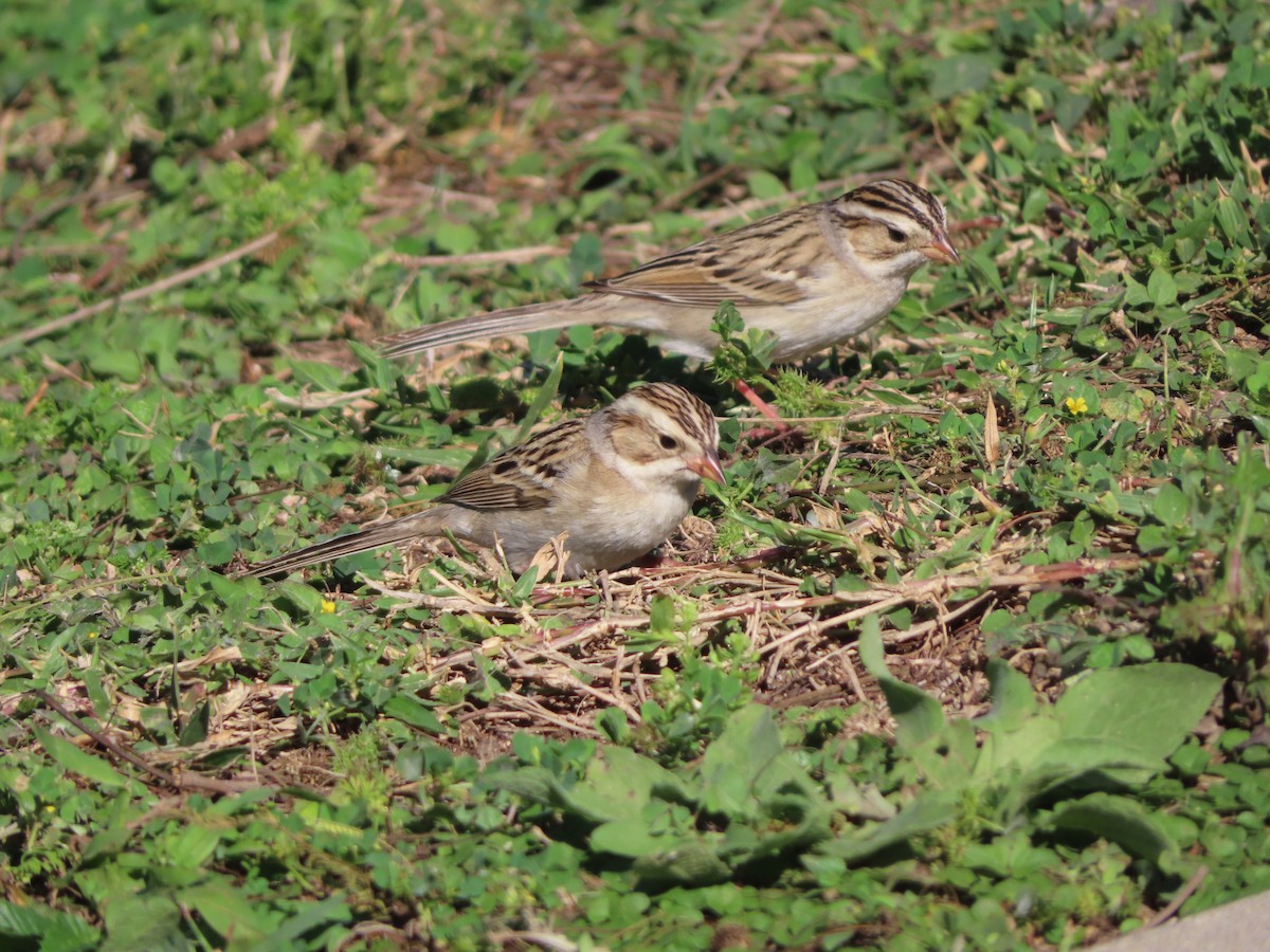 Clay-colored Sparrow - carolyn spidle