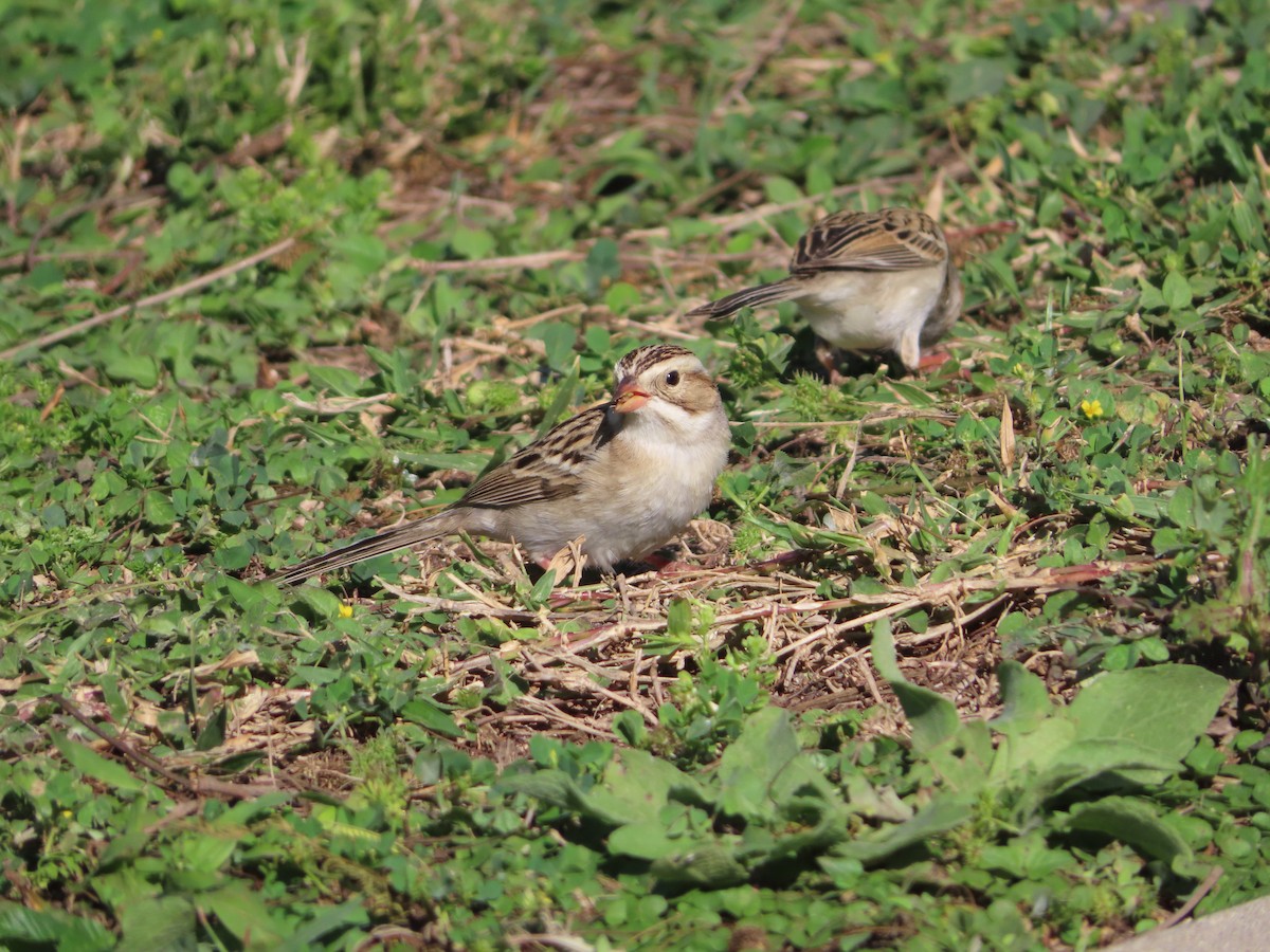 Clay-colored Sparrow - carolyn spidle