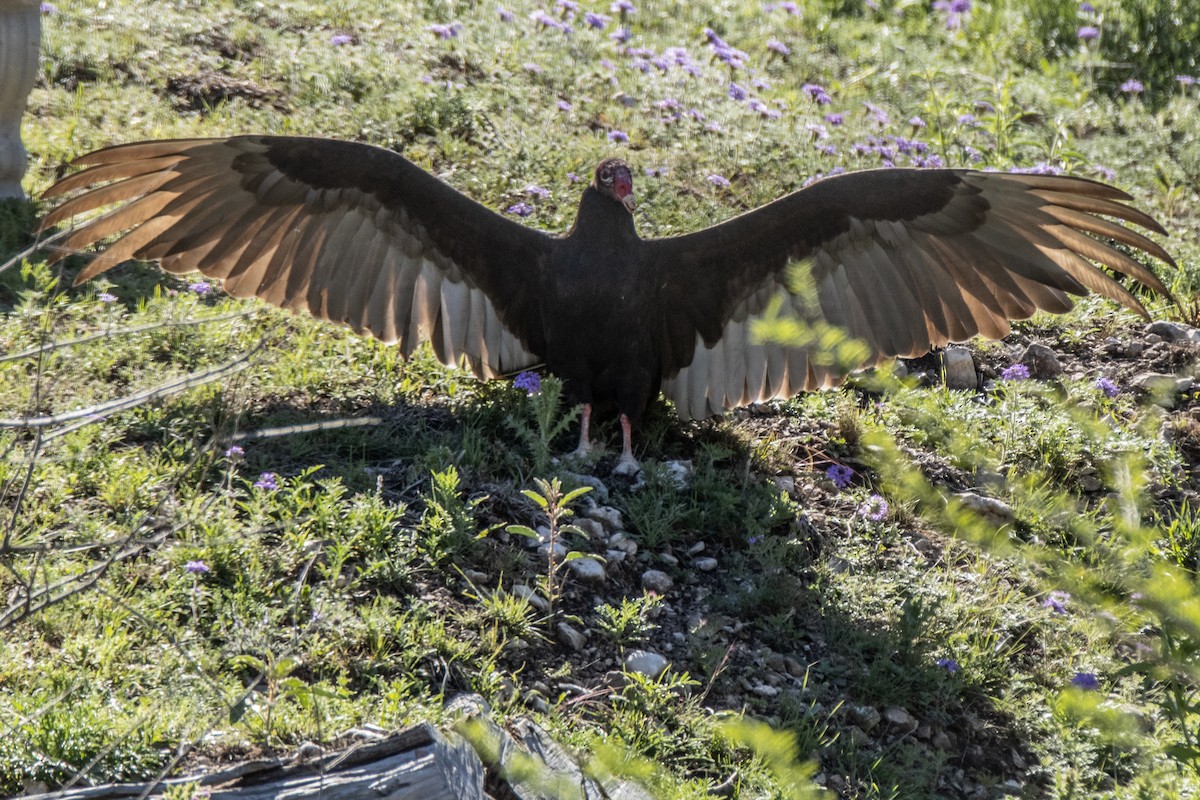 Turkey Vulture - ML616600160