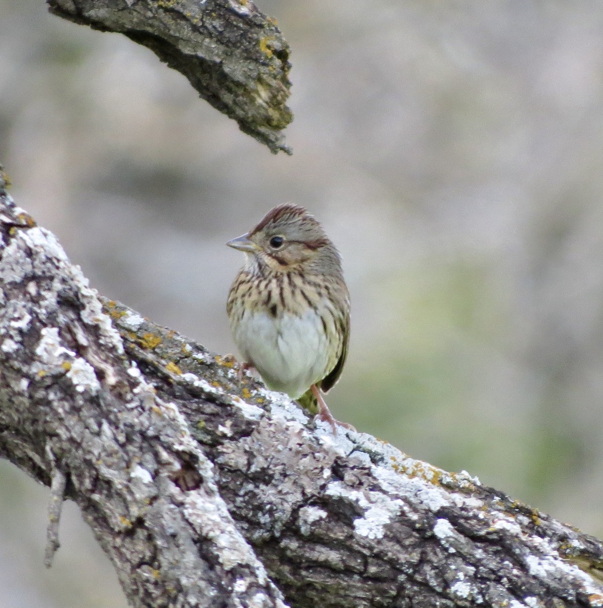 Lincoln's Sparrow - Kathy Duret