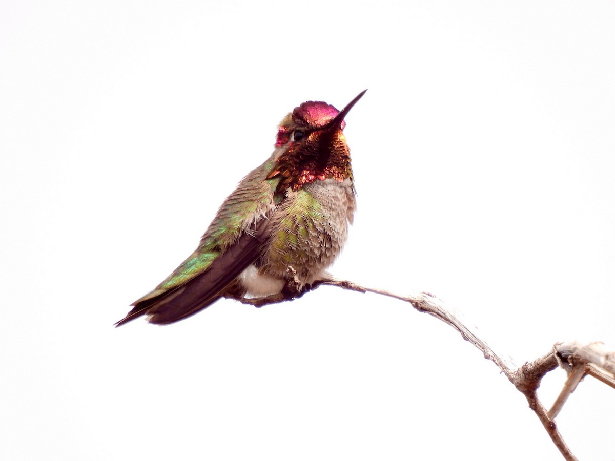 Anna's Hummingbird - Duane Morse