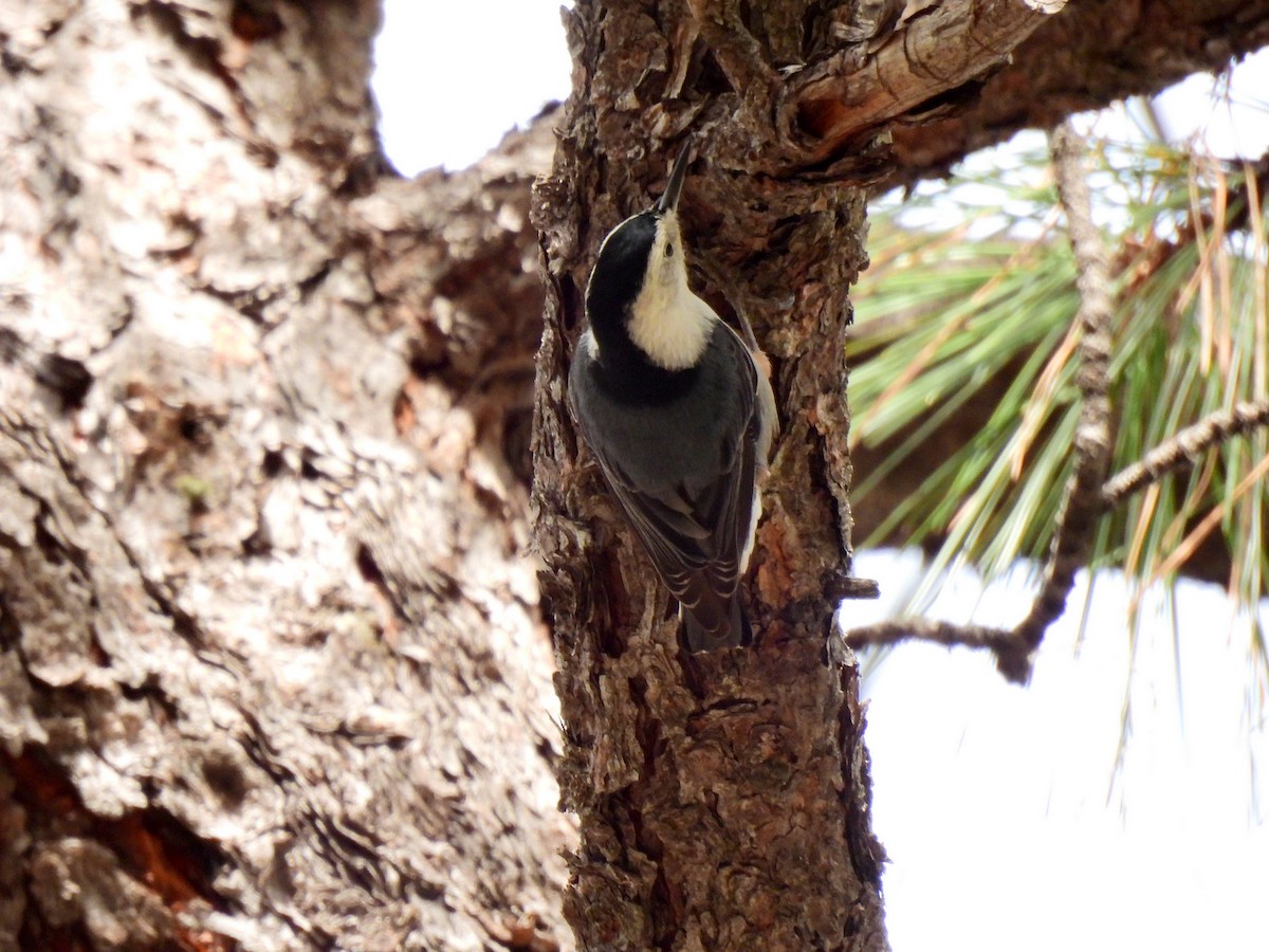 White-breasted Nuthatch - Duane Morse