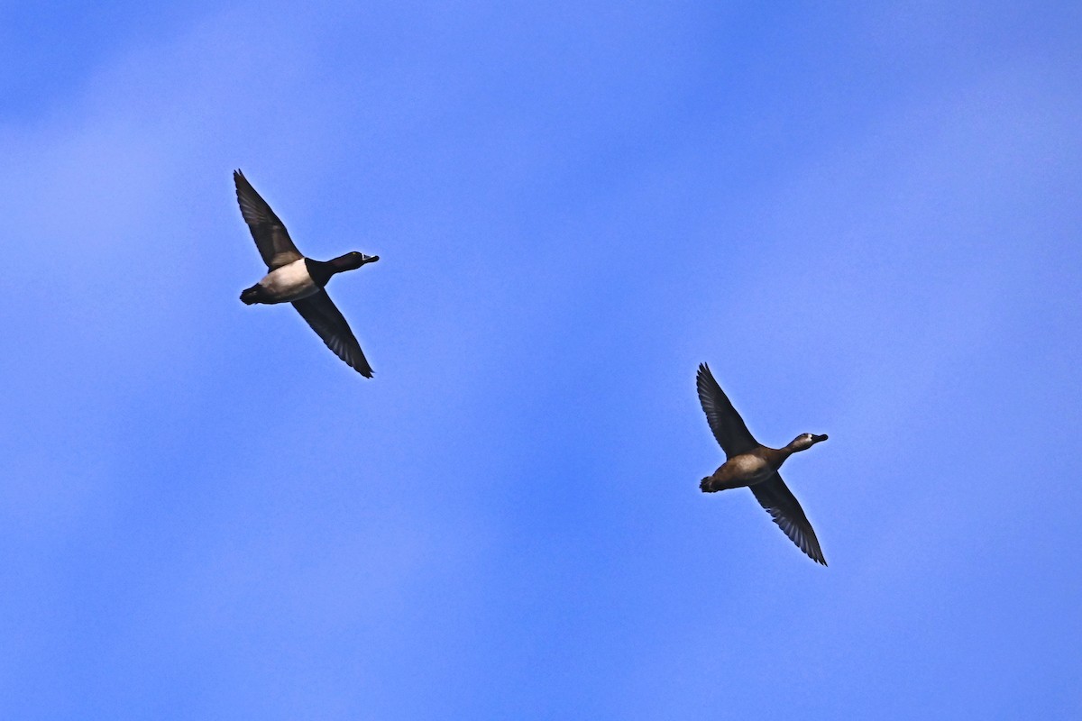 Ring-necked Duck - ML616600252