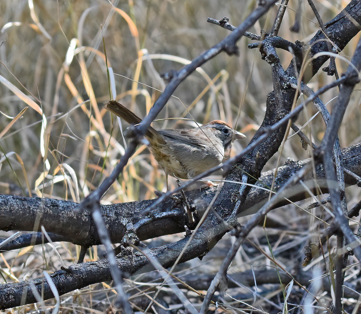 Rufous-crowned Sparrow - Doug Hogg