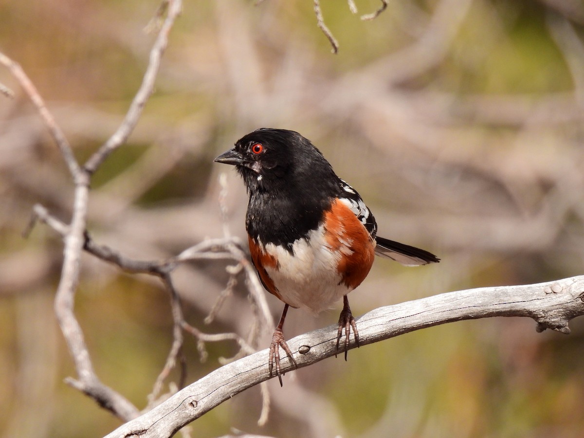 Spotted Towhee - ML616600259