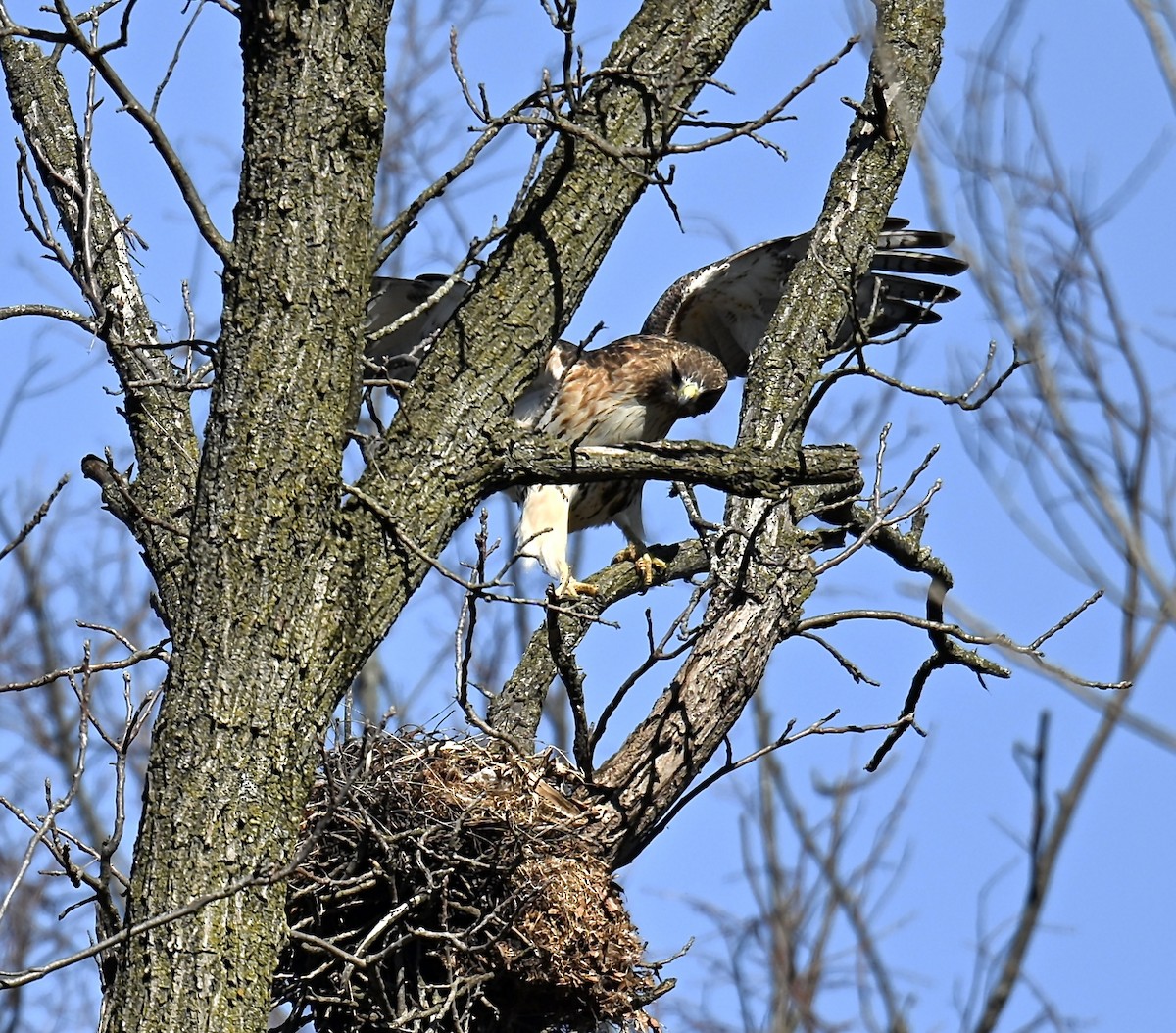 Red-tailed Hawk - Nui Moreland