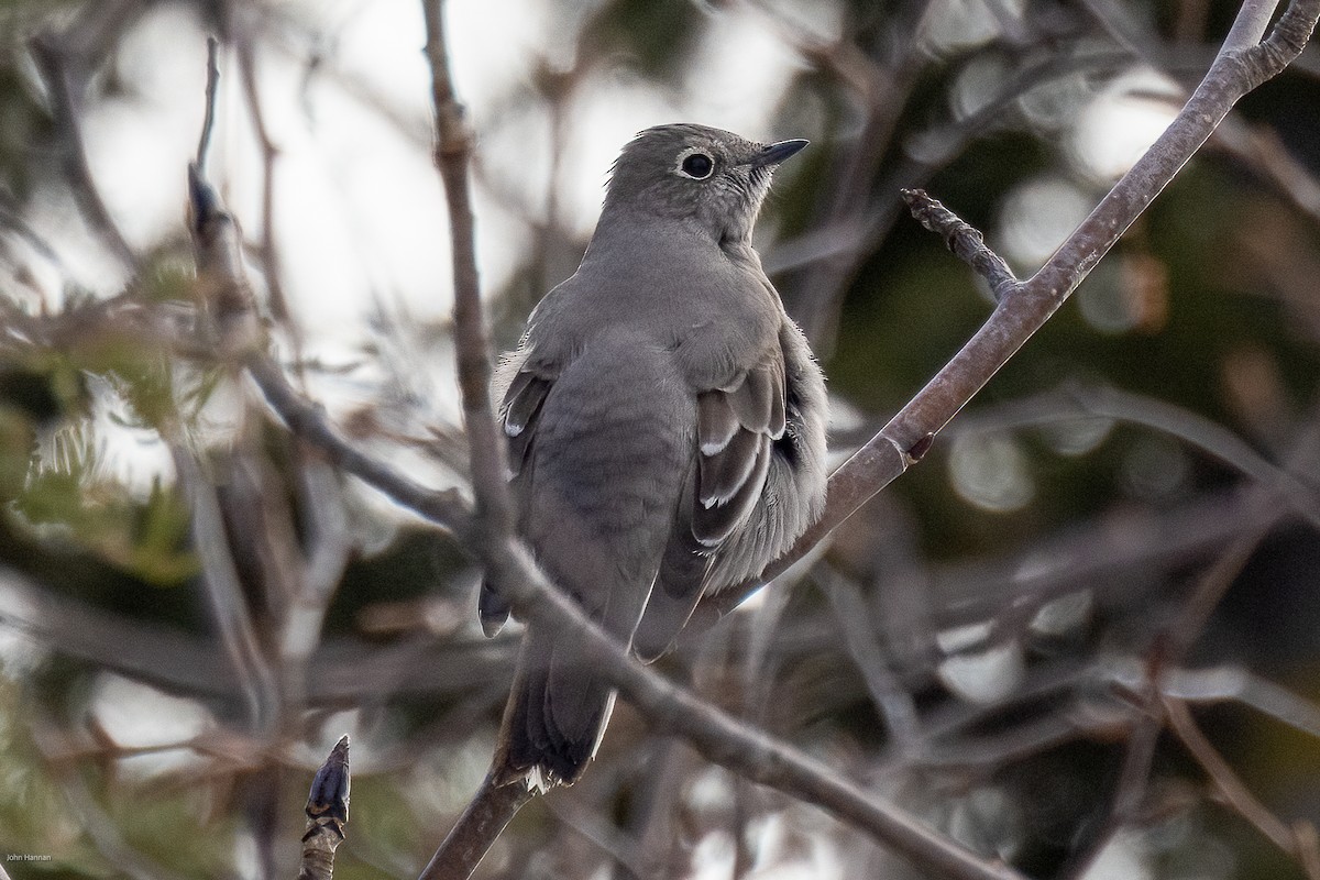 Townsend's Solitaire - ML616600283