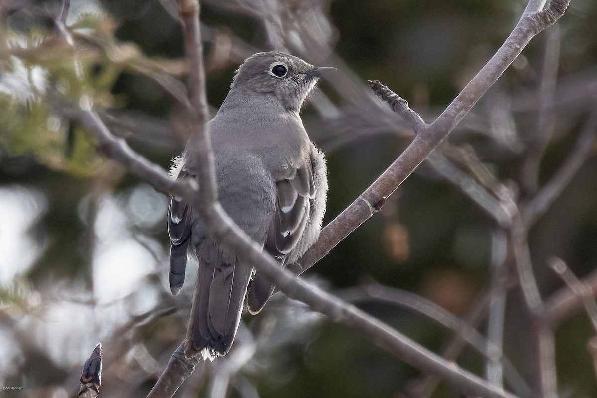 Townsend's Solitaire - ML616600284