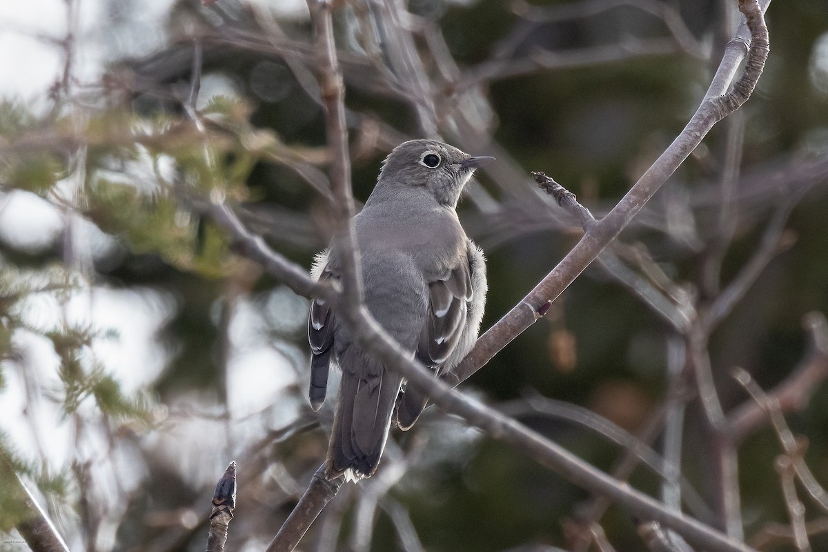 Townsend's Solitaire - ML616600285