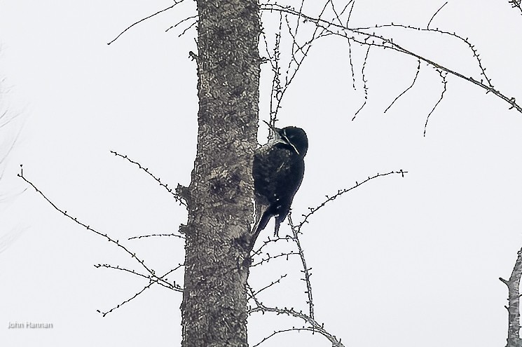 Black-backed Woodpecker - John Hannan