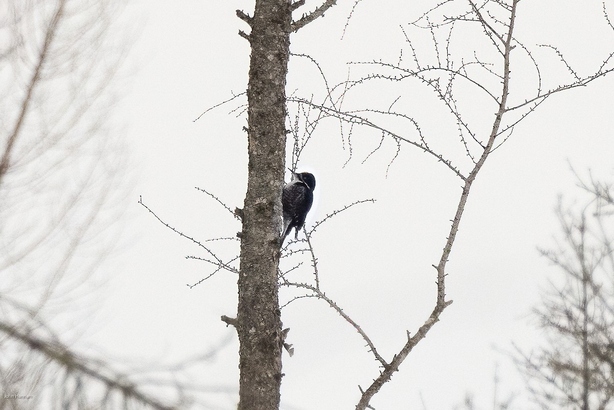 Black-backed Woodpecker - ML616600333