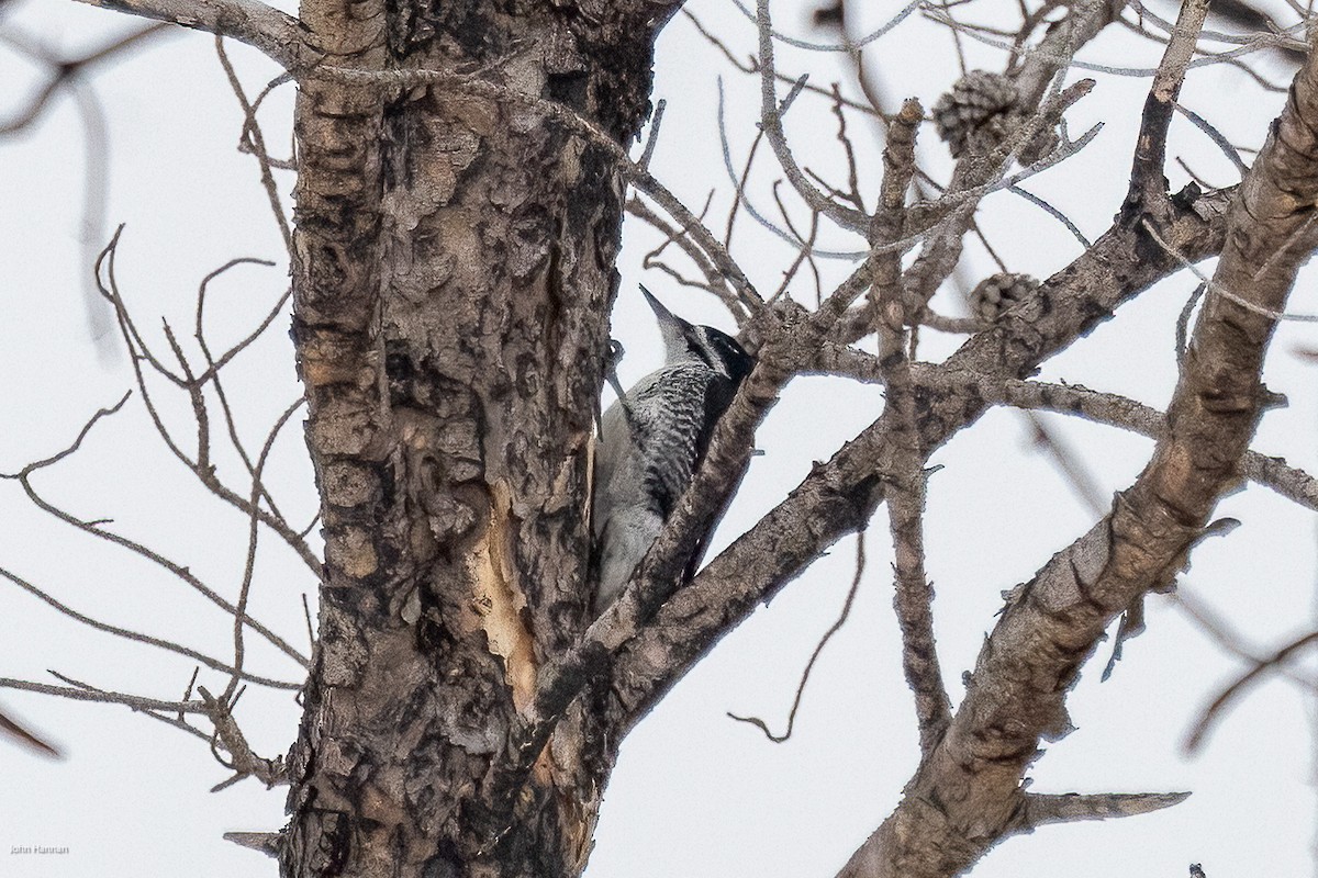 Black-backed Woodpecker - ML616600334
