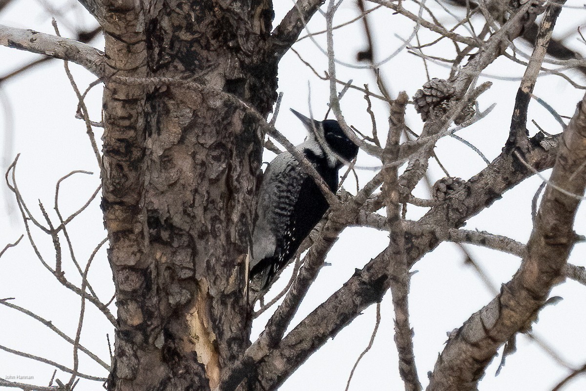 Black-backed Woodpecker - ML616600335