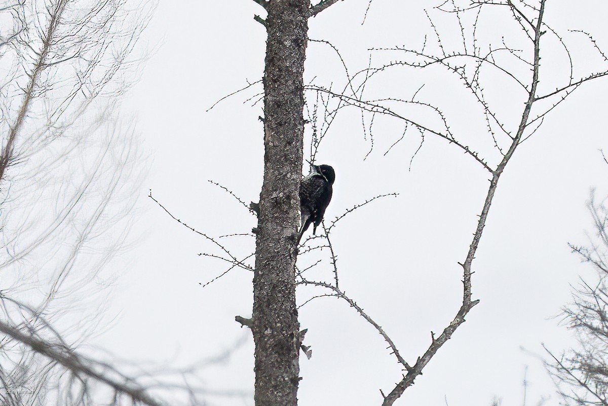 Black-backed Woodpecker - ML616600336