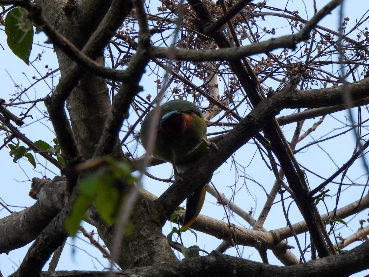 Southern Emerald-Toucanet (Andean) - ML616600342