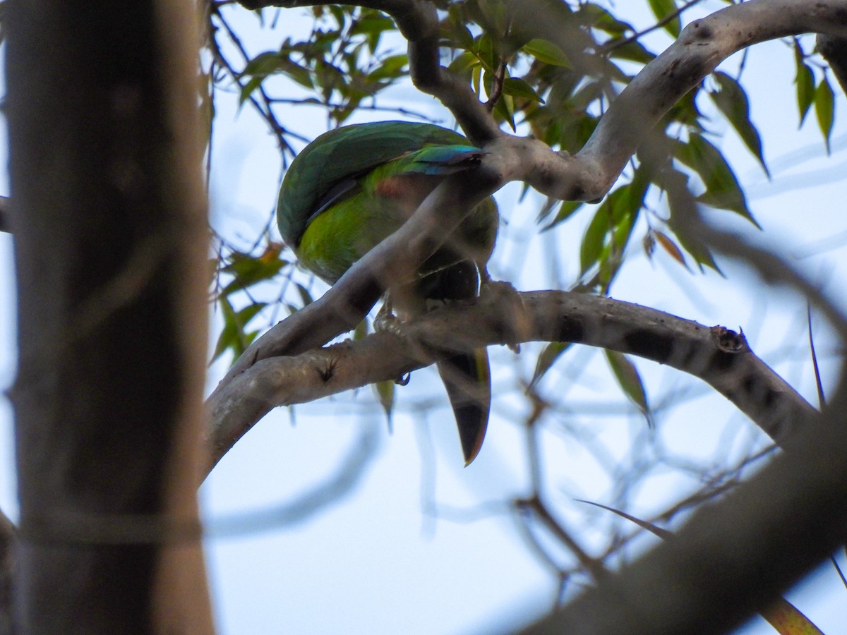 Southern Emerald-Toucanet (Andean) - ML616600343