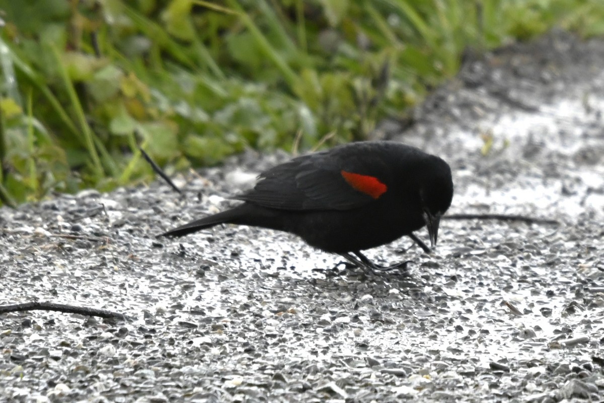 Red-winged Blackbird (California Bicolored) - jeff  allen