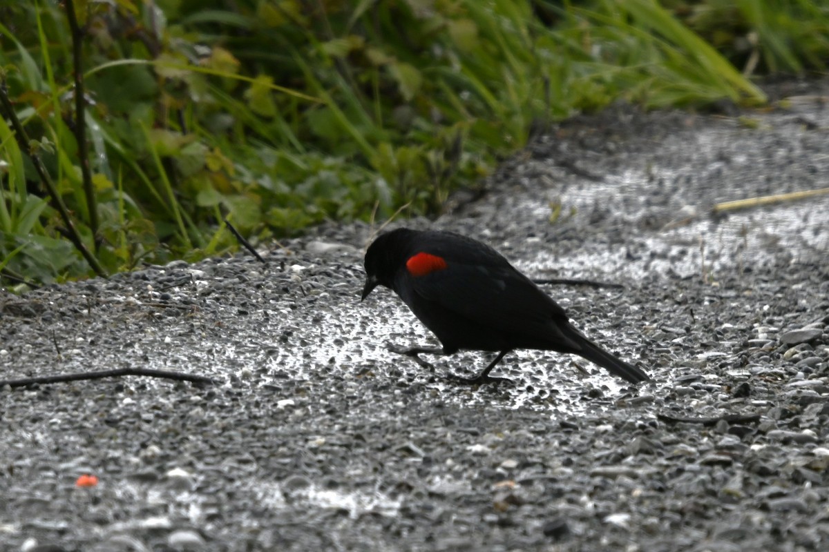 Red-winged Blackbird (California Bicolored) - ML616600389