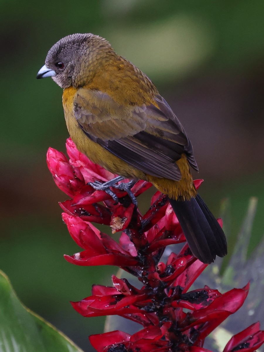 Scarlet-rumped Tanager - ML616600396