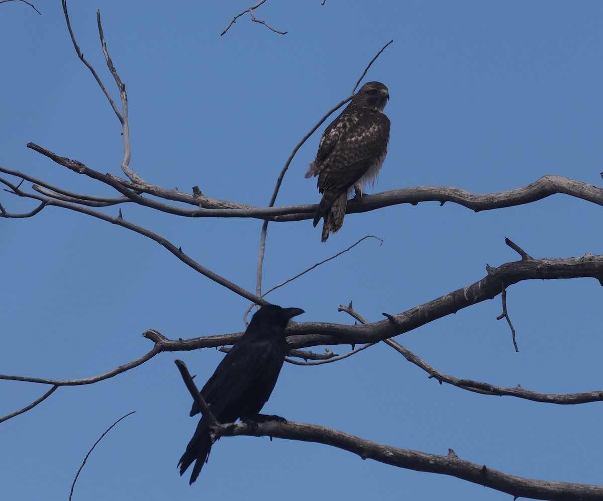 Red-tailed Hawk - ML616600408
