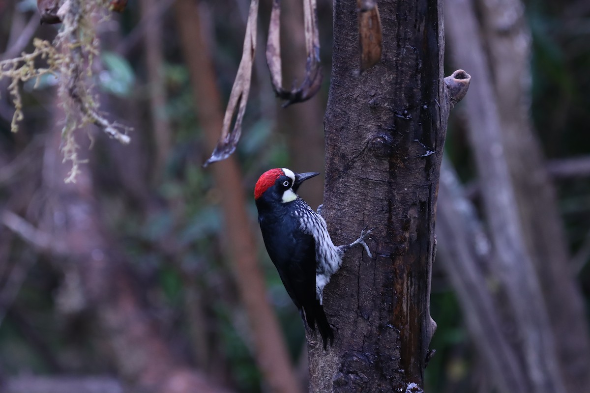Acorn Woodpecker - ML616600410