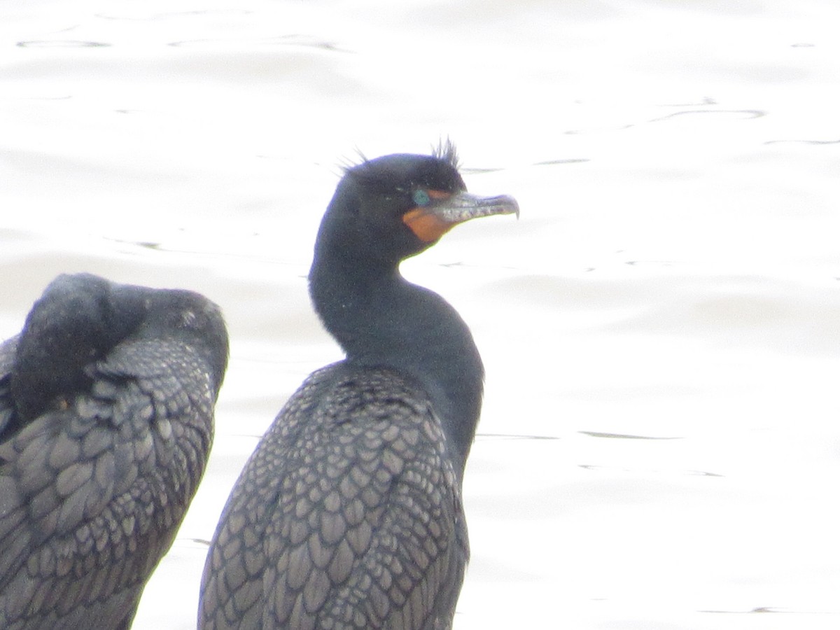Double-crested Cormorant - Caleb Bronsink