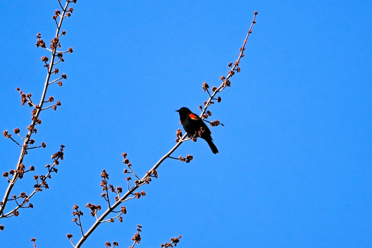 Red-winged Blackbird - ML616600424