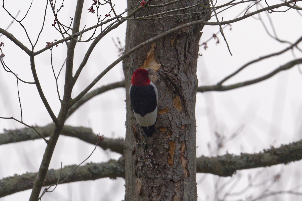 Red-headed Woodpecker - Jan  Kool