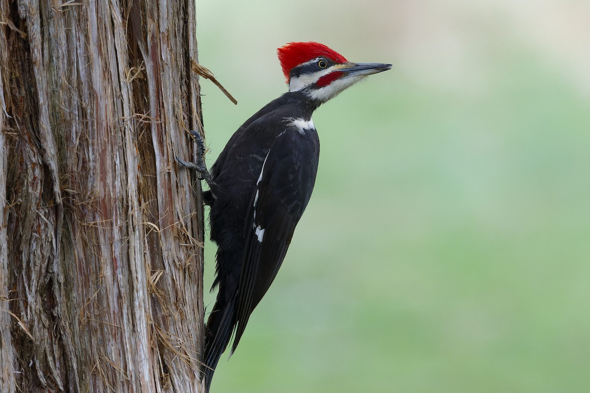 Pileated Woodpecker - ML616600457