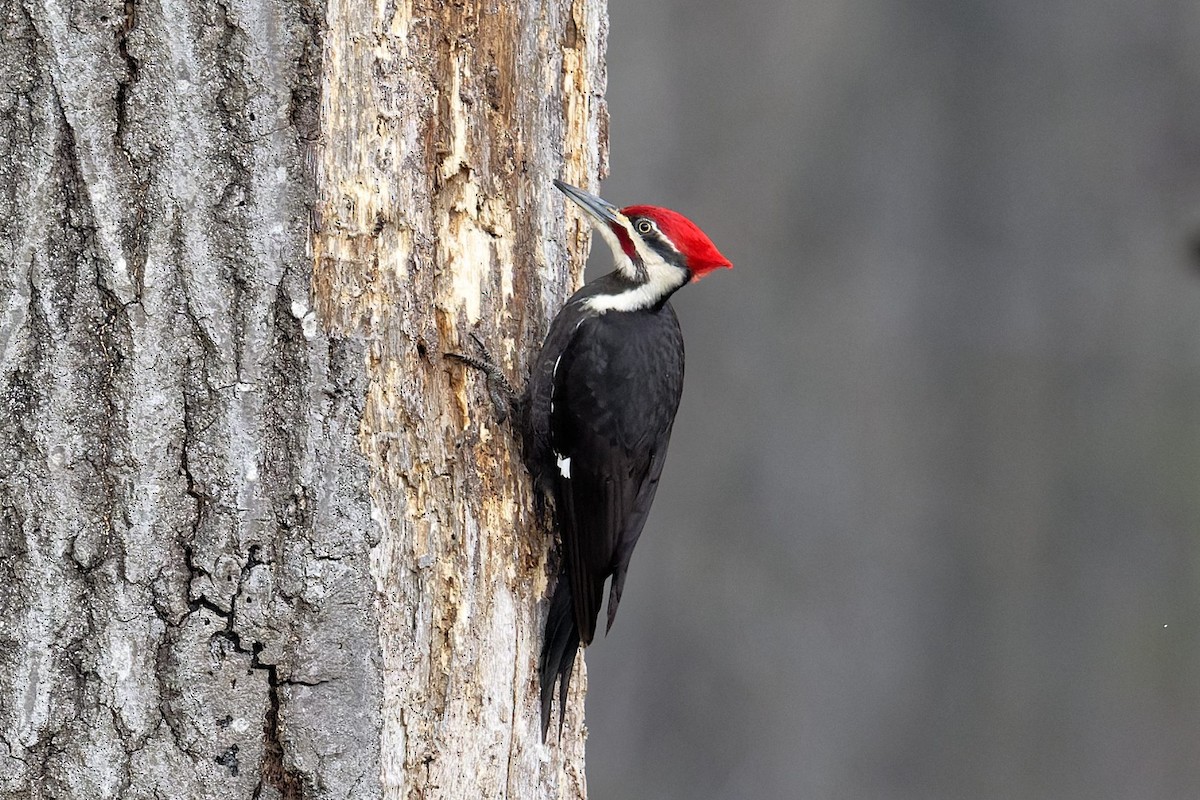 Pileated Woodpecker - Jan  Kool