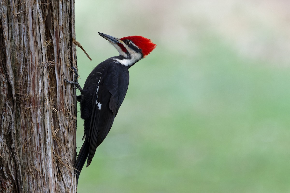 Pileated Woodpecker - ML616600461
