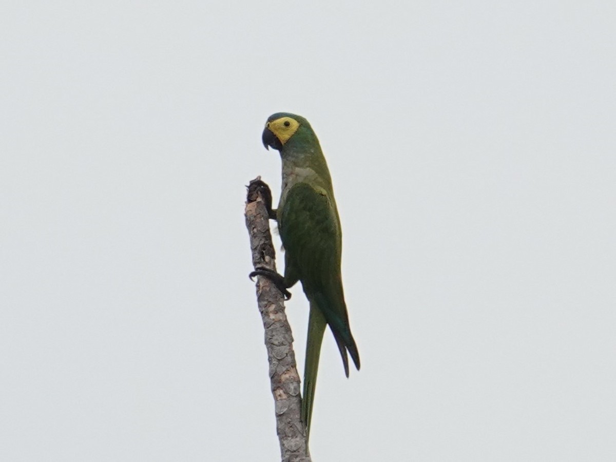 Red-bellied Macaw - ML616600541