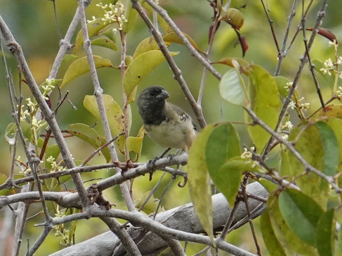 Yellow-bellied Seedeater - ML616600594