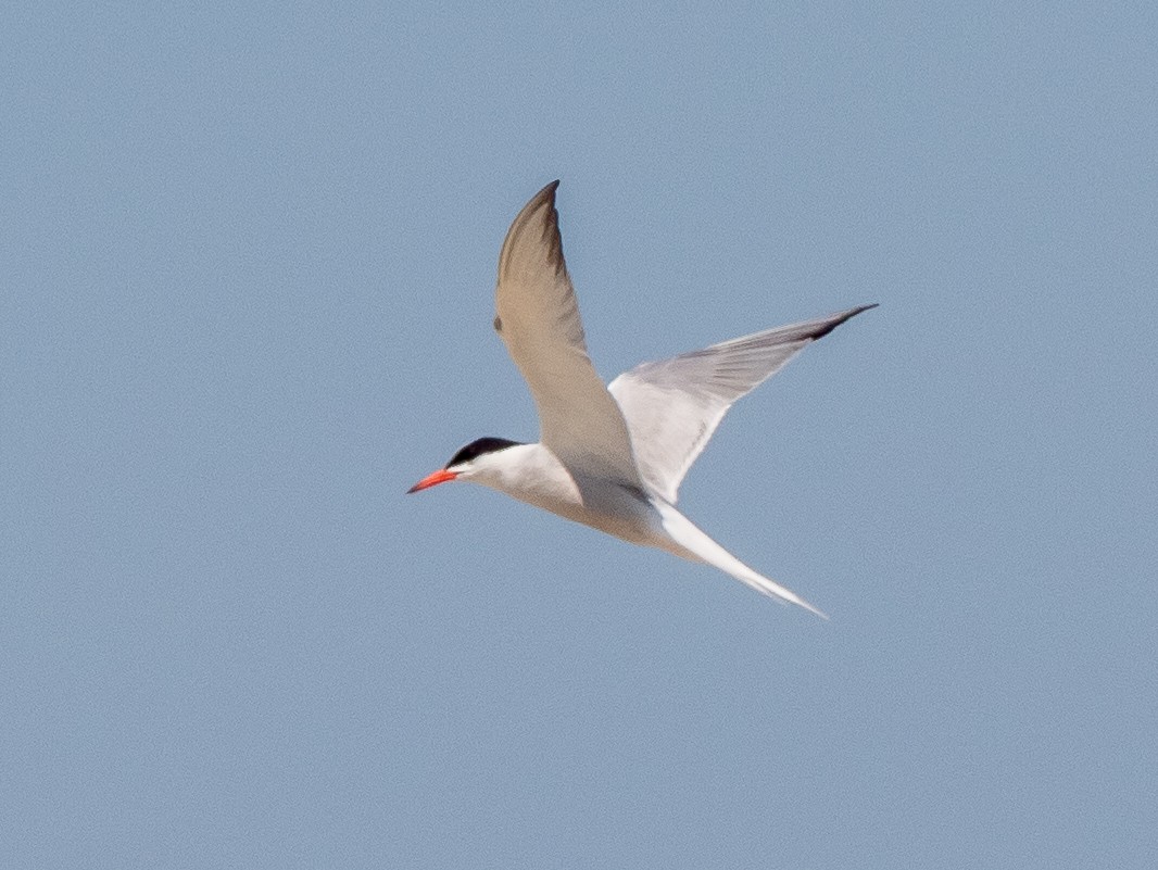 Common Tern - ML616600611