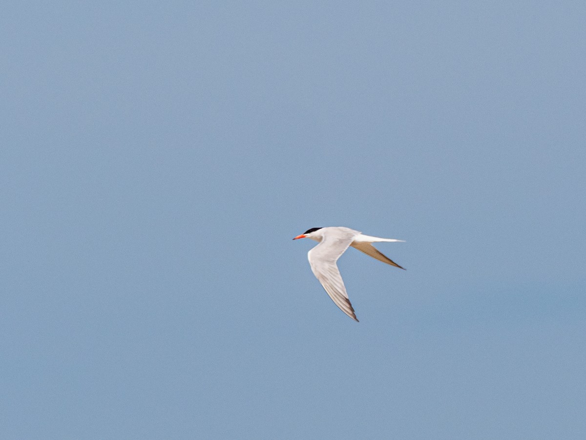 Common Tern - Darrell Lawson
