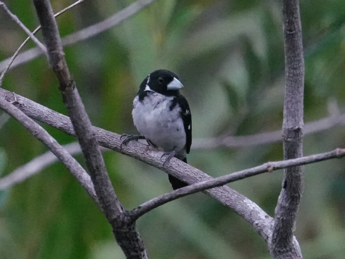White-naped Seedeater - ML616600690