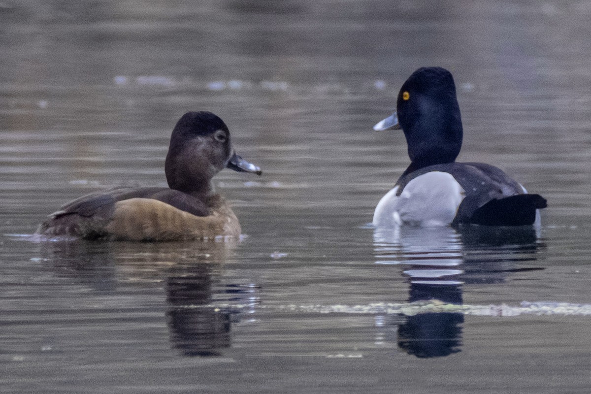 Ring-necked Duck - Dale Bargmann