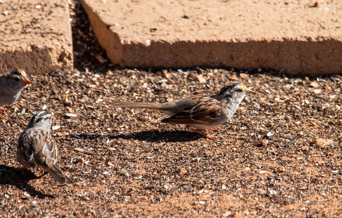 White-throated Sparrow - Wayne Smith