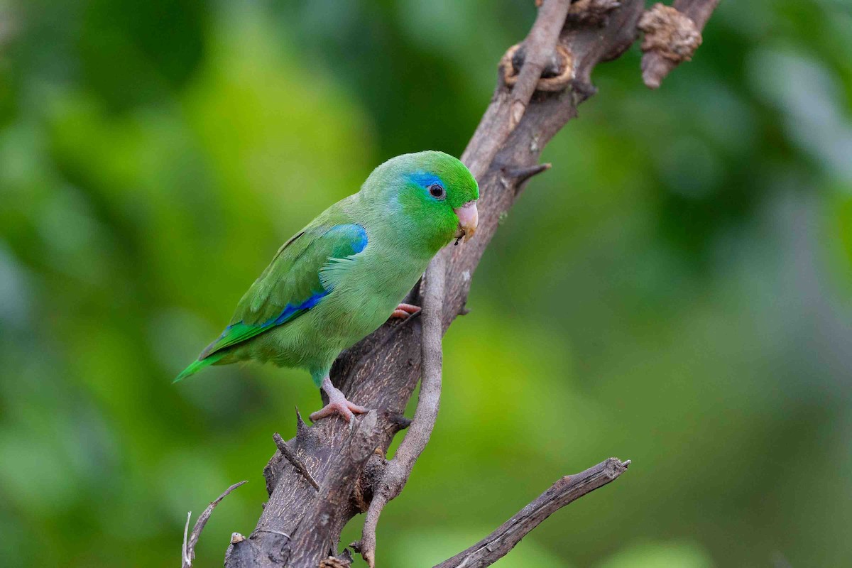 Spectacled Parrotlet - Cesar Berrocal