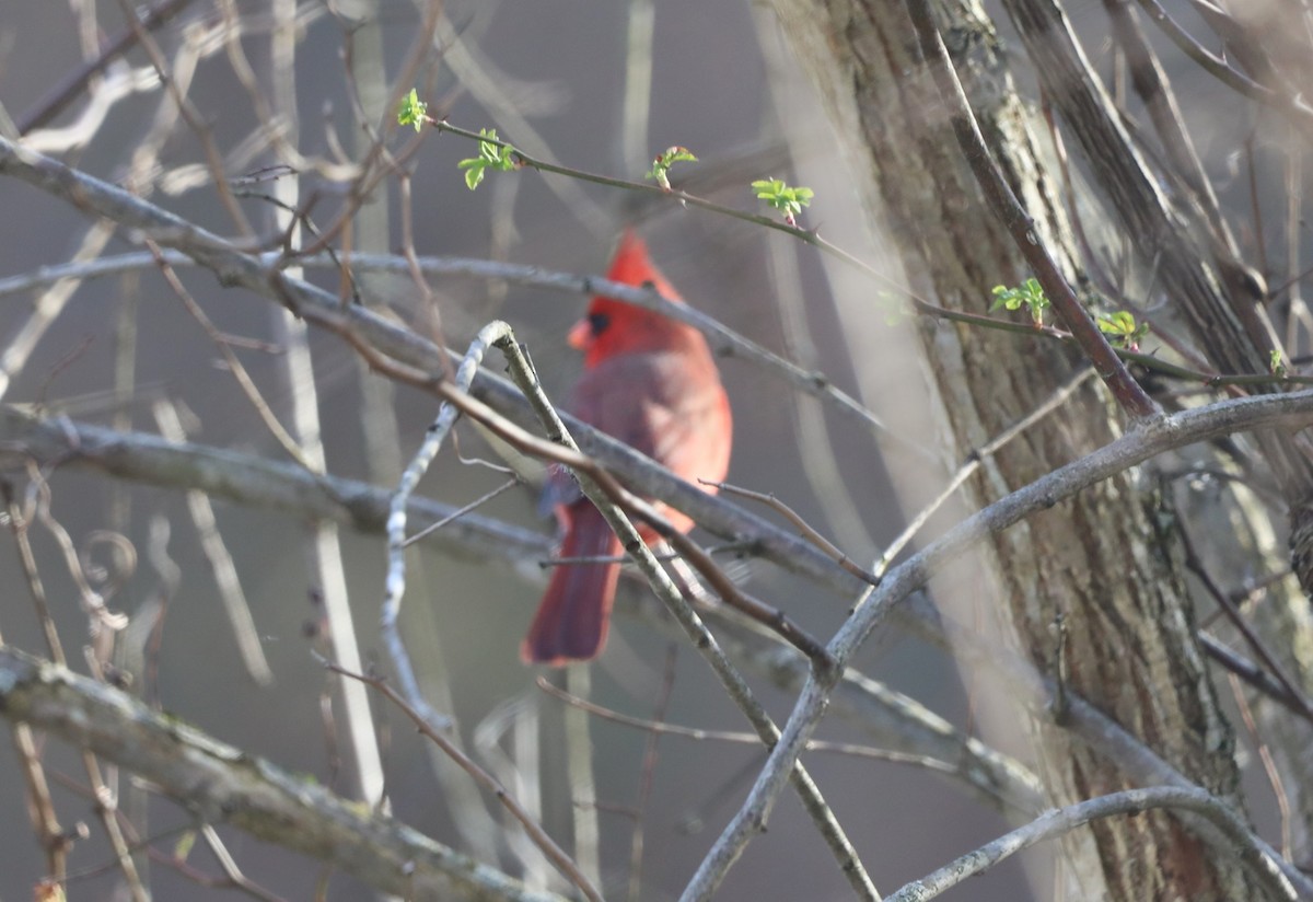 Northern Cardinal - "Chia" Cory Chiappone ⚡️