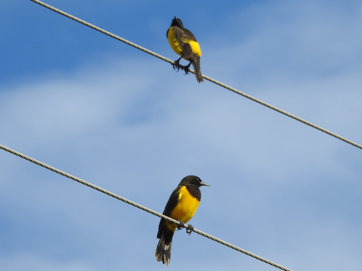 Yellow-rumped Marshbird - Àlvaro Riccetto