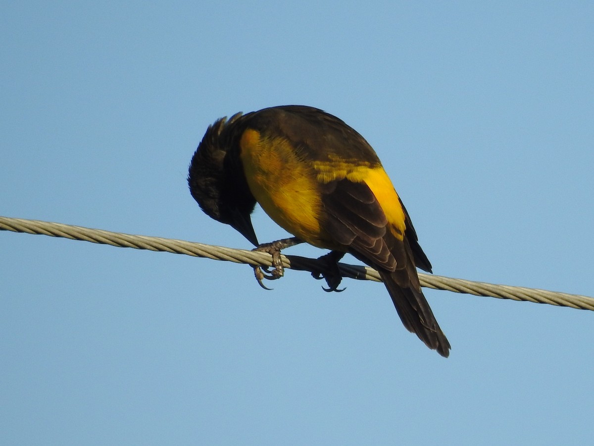 Yellow-rumped Marshbird - ML616600816