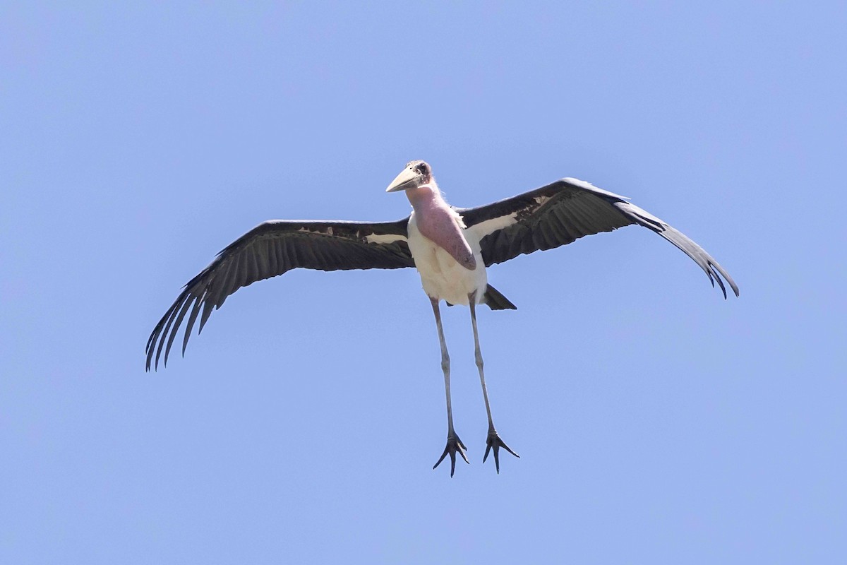 Marabou Stork - ML616600859