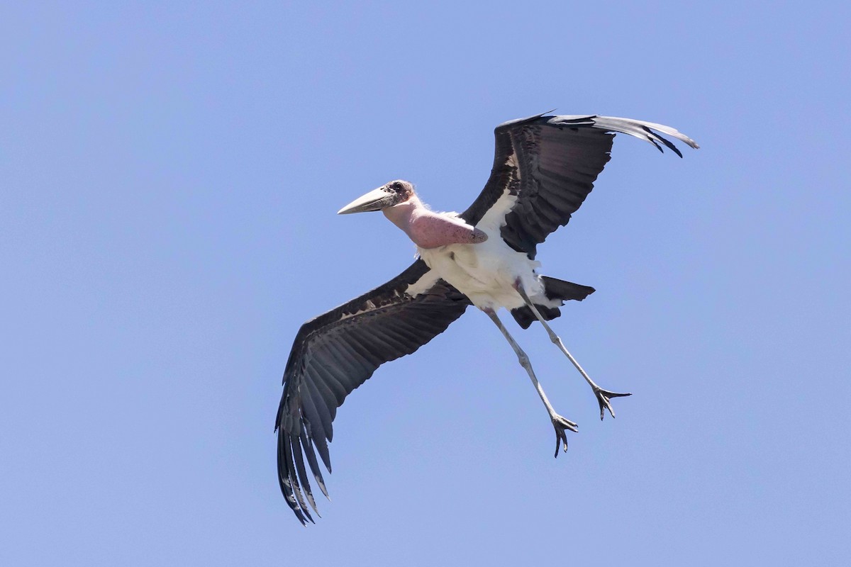 Marabou Stork - ML616600861