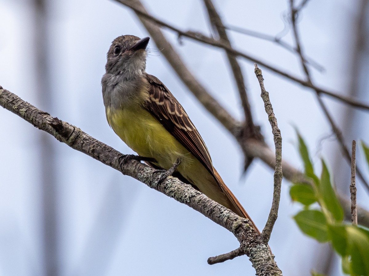 Great Crested Flycatcher - Darrell Lawson
