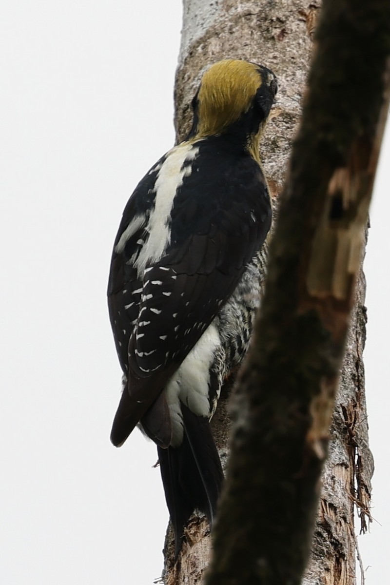 Golden-naped Woodpecker - Bruce Fleischer