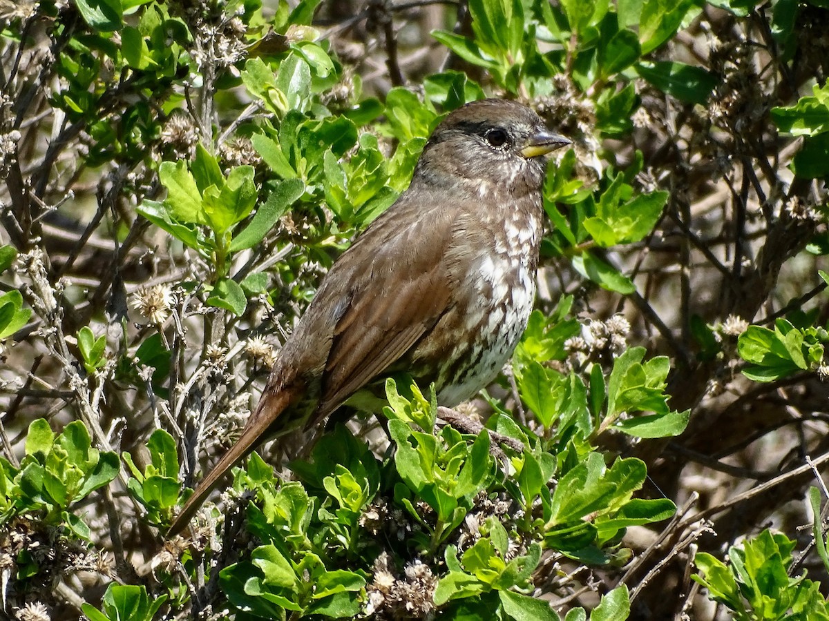 Fox Sparrow (Sooty) - ML616601137