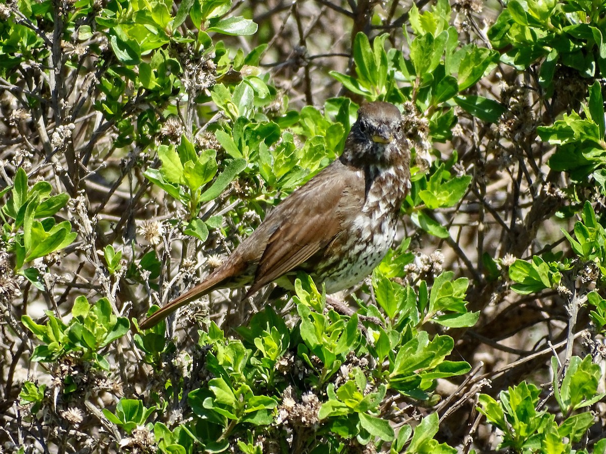Fox Sparrow (Sooty) - ML616601142